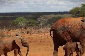 Unduh 5000 Koleksi Gambar Gajah Raksasa  HD