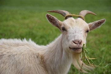 Meski Kerap Telan Kerikil Ternyata Gigi Kambing Tetap Terlindungi