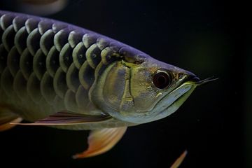 Ilustrasi ikan arwana