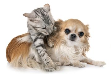 Bermain dengan kucing atau anjing selama 10 menit bisa menurunkan tingkat hormon stres di tubuh seseorang.