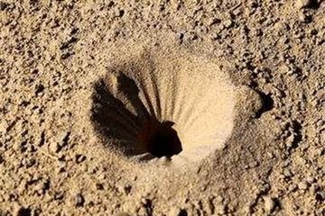 Sering Dijadikan Mainan Waktu Kecil Di Luar Negeri Undur Undur