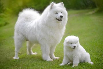 50+ Anjing samoyed harga info