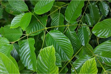 5 Jenis Narkoba Dan Efek Sampingnya - Spesial 5