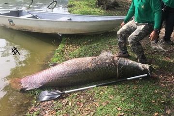 Ikan Raksasa Sebesar Buaya Ditemukan Mati Mengambang Di Malaysia Rupanya Asal Usul Ikan Ini Mengejutkan Semua Halaman Intisari