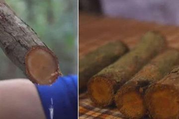 cara mengetahui raja kayu asli