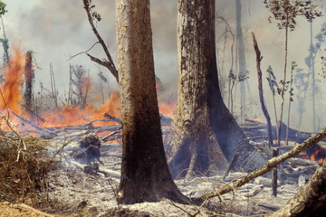 Hutan Amazon Terbakar Ini Fakta Fakta Yang Diketahui Sejauh Ini National Geographic