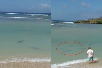 Berita Pantai Terbaru Hari Ini Viral Video Gerombolan Hiu