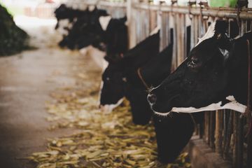 Sapi Curian Mendadak Pulang Sendiri ke Rumah Pemiliknya, Tulisan ...