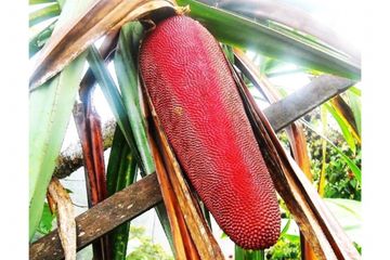 Buah Merah Dari Papua Memperkuat Sistem Imunitas Penyandang HIV/AIDS