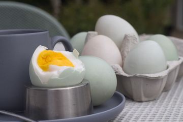 Telur bebek miliki 12 manfaat kesehatan untuk manusia, tapi awas ada efek sampingnya juga.