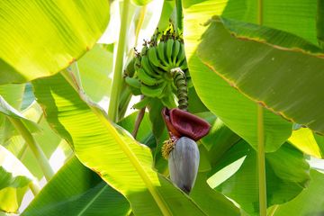 5 Manfaat Batang Pohon Pisang dan 6 Manfaat Jantung Pisang Bagi Kesehatan