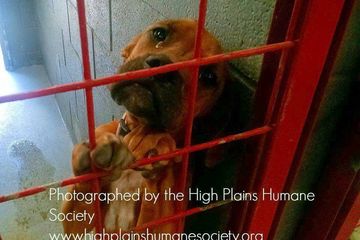 Bikin Sedih Tatapan Matanya Kosong Anjing Ini Menangis Setiap