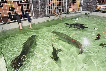 Berita Sungai Amazon Terbaru Hari Ini Pria Ini Rela Keluarkan