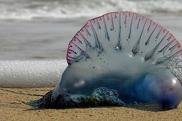 Hewan Laut Cantik Tak Bertulang Belakang Tetapi Berbahaya Sangat Menyengat Ditemukan Terdampar Di Bibir Pantai Semua Halaman Wiken