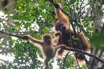 Terancam Punah Dan Paling Langka Di Dunia Hewan Ini Ternyata