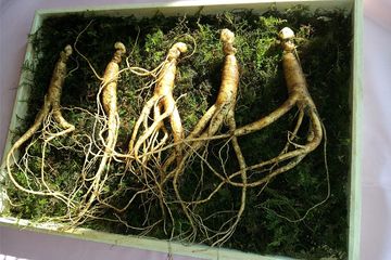 Manfaat Daun Ginseng untuk Pria: Meningkatkan Kesehatan dan Vitalitas