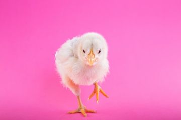 74 Gambar Ayam Untuk Anak Sd HD 74 Gambar Ayam Untuk Anak Sd HD