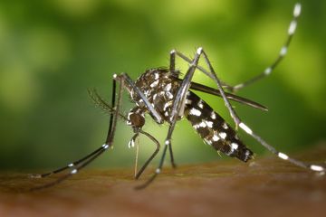 Nyamuk Aedes aegypti penyebar virus Zika yang menyebabkan penyakit GBS  (Guillain Barre Syndrome).