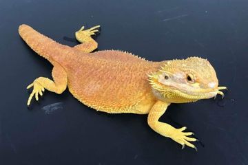 Sering Diabaikan Karena Dianggap Jelek Stumpy Si Naga Berjanggut