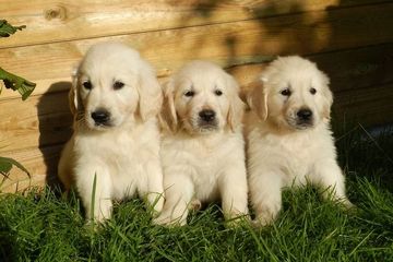 golden retriever kid friendly