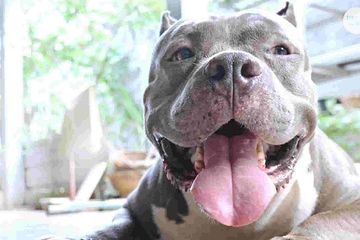 Berita Ganas Terbaru Hari Ini 3 Hari Usai Badannya Digigit