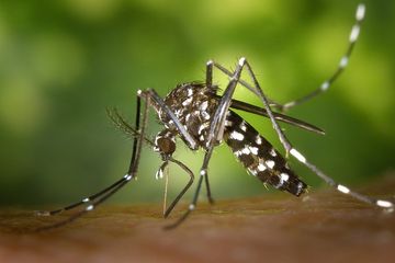 Ternyata nyamuk aedes aegypti penular demam berdarah sarangnya ada di perkotaan
