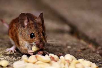 Tafsir Mimpi Digigit Tikus Benarkah Ini Sebuah Pertanda Buruk Semua Halaman Suar Tafsir Mimpi Digigit Tikus Benarkah Ini Sebuah Pertanda Buruk Semua Halaman Suar