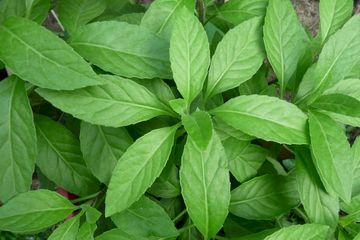 Daun Sambung Nyawa yang berkhasiat menyembuhkan berbagai macam penyakit, termasuk diabetes.
