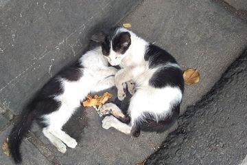 Viral Cerita Anak Kucing Selalu Bawakan Makanan dan Temani Tidur 