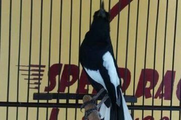 Berita Sangkar Burung Terbaru Hari Ini Hatinya Hancur Saat Lihat