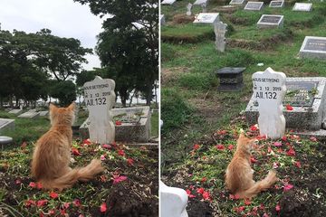 Viral Cerita Kucing yang Berubah Sikap setelah Sang Pemilik 