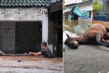 Winkelier Dan Goed doen Kusirnya Pingsan, Kuda Malang Ini Mati Kelelahan, Nekat Terjang Banjir  Setinggi Dada demi Selamatkan Penumpang - Semua Halaman - Grid Hot