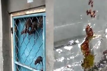 Tikus dan kecoa menyelamatkan diri dari terjangan air banjir.