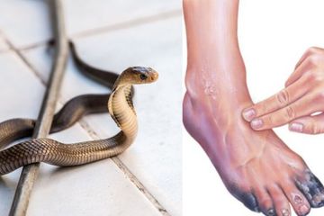 Kejadian tragis menimpa seorang kakek pedagang es cendol yang tewas mengenaskan digigit ular berwarna hitam seukuran jempol tangan.