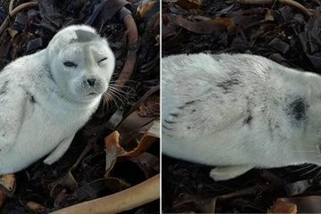 Akibat Habitatnya Teracam Anak Anjing Laut Dari Kutub Utara