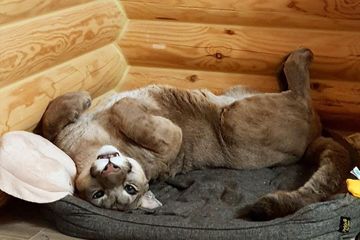 Enggak Tanggung Tanggung Bukan Anjing Atau Kucing Pasangan Ini