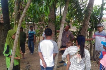 Heboh Fenomena Pohon Menangis di Jember, Polisi Ungkap Penyebabnya ...