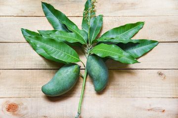Manfaat Daun Mangga untuk Kesehatan, Kaya Nutrisi dan Khasiat Ajaib