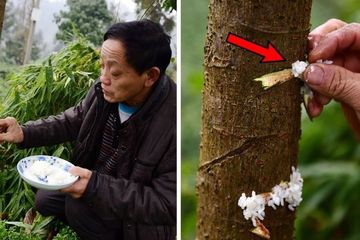 Pohon diberi makan nasi, bukannya pupuk.