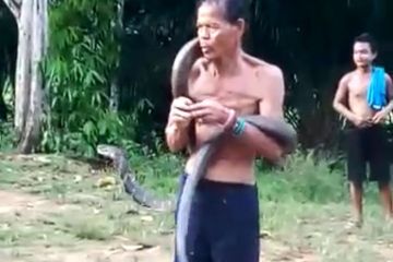 Berkali-kali Digigit King Kobra, Pawang Ular di Kalbar Ini Masih ...