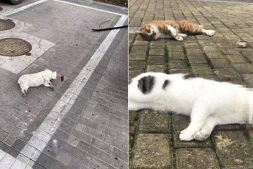 Tak Punya Hati Nurani Ini Penampakan Kucing Dan Anjing Peliharaan Di China Yang Dilempar Dari Jendela Oleh Pemiliknya Karena Takut Tertular Virus Corona Semua Halaman Idea