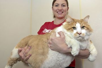 Kucing Kucing Ini Ukurannya Besar Banget Asli Tanpa Diedit Semua Halaman Kids