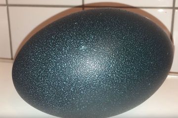 Berita Telur Burung Emu Terbaru Hari Ini Tak Peduli Rogoh Kocek