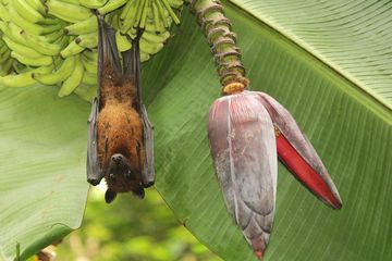 Kelelawar buah di Indonesia sebarkan virus corona