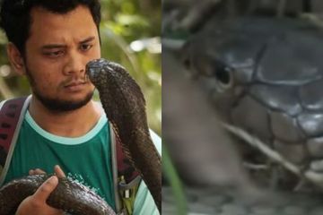 Singgung Soal Jin Dan Hal Gaib Ini Komentar Panji Petualang Saat Tahu Ada King Cobra Tak Bergerak Selama 4 Tahun Sambil Tertawa Tawa Lantang Sebut Kematian Semua Halaman Grid Hot