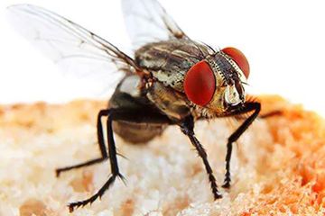 Gak Perlu Diusir Lagi Kalau Hinggap Di Makanan Siapa Sangka Lalat Justru Dijual Rp 21 Juta Karena Manfaatnya Yang Ajaib Ini Kata Peneliti Semua Halaman Sajian Sedap