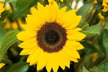 Biasanya Cuma Jadi Hiasan Siapa Sangka Bunga Matahari Punya Segudang Manfaat Bagi Tubuh Manusia Yang Jarang Diketahui Semua Halaman Sajian Sedap