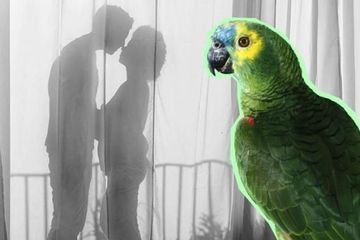 Berita Timur Tengah Terbaru Hari Ini Kicauan Burung Beo Yang