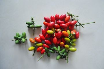 Cara Mengolah Kulit Melinjo untuk Asam Urat, Sudah Pernah Coba?