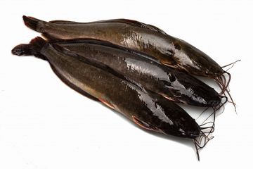 Parasit pada ikan lele